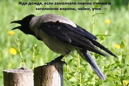 Ознаки похмурої, дощової погоди в картинках для дітей, блог Тетяни Саксон (картинках) Ознаки похмурої, дощової погоди в картинках для дітей, блог Тетяни Саксон