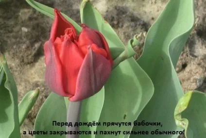 Ознаки похмурої, дощової погоди в картинках для дітей, блог Тетяни Саксон (прикмети дощової погоди) Ознаки похмурої, дощової погоди в картинках для дітей, блог Тетяни Саксон
