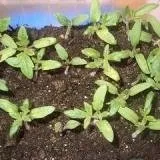 Пророщування помідорових насіння (рослини) Пророщування помідорових насіння