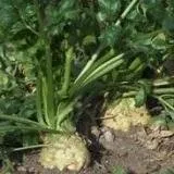 Пророщування помідорових насіння (поливають) Пророщування помідорових насіння