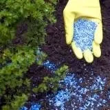 Пророщування помідорових насіння (ложка) Пророщування помідорових насіння