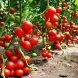 Пророщування помідорових насіння (помідорових) Пророщування помідорових насіння