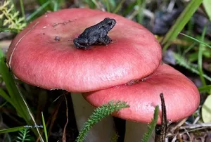 Прості і оригінальні рецепти смажених сироїжок, грибний сайт (варити сироїжки перед) Прості і оригінальні рецепти смажених сироїжок, грибний сайт