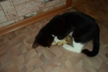Про мого кота
