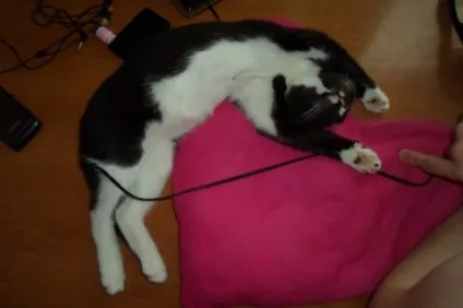 Про мого кота