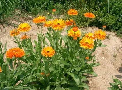 Проктит симптоми, лікування, народні засоби, дієта (лікування) Проктит симптоми, лікування, народні засоби, дієта