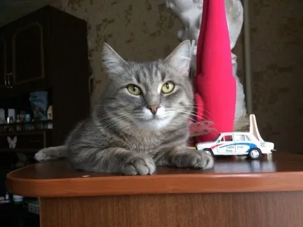 пропав кіт