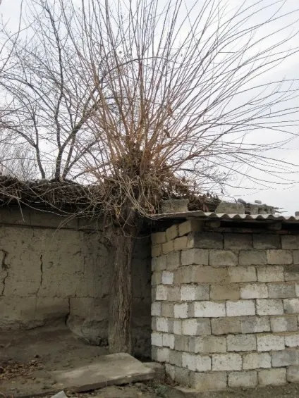 Про шовковий папір