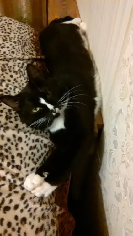 Про мого кота