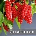 Собача знижує або підвищує тиск користь пустирника (пустирник) Собача знижує або підвищує тиск користь пустирника