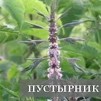 Собача знижує або підвищує тиск користь пустирника (собачої кропиви) Собача знижує або підвищує тиск користь пустирника