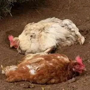 Пухоїди у курей лікування кошти - розведення домашньої птиці -if () - endif - каталог статей -