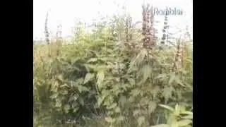 Собача знижує або підвищує тиск користь пустирника (знижує) Собача знижує або підвищує тиск користь пустирника