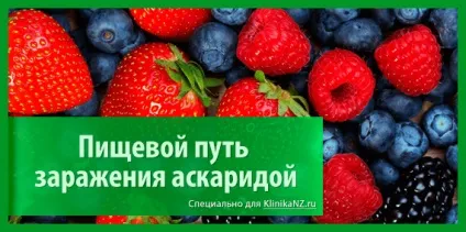 Шляхи передачі аскаридоза як можна заразитися аскаридою