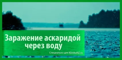 Шляхи передачі аскаридоза як можна заразитися аскаридою
