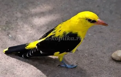Птахи наших лісів