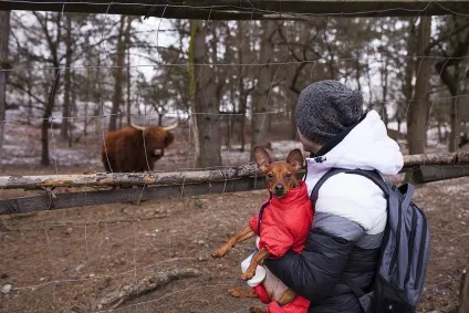 Подорож з собакою за кордон