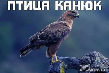 Птах канюк фото, як виглядає, спосіб життя, чим харчується, на кого полює хижак (яструб) Птах канюк фото, як виглядає, спосіб життя, чим харчується, на кого полює хижак