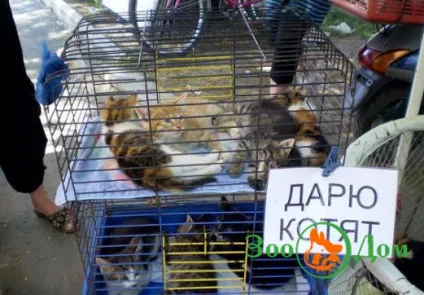Пташиний ринок в москві, Зоодім - дошка оголошень (вибрати домашня тварина) Пташиний ринок в москві, Зоодім - дошка оголошень