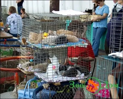 Пташиний ринок в москві, Зоодім - дошка оголошень (вибір щеняти) Пташиний ринок в москві, Зоодім - дошка оголошень