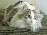 Рагамаффі стандарт породи, фото кішки, опис, характер, розплідник (ціна) Рагамаффі стандарт породи, фото кішки, опис, характер, розплідник