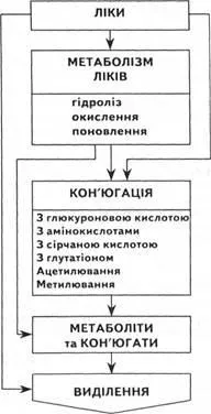 Розподіл ліків в організмі, метаболізм лікарських препаратів (основні шляхи метаболізму (навчальні матеріали) Розподіл ліків в організмі, метаболізм лікарських препаратів (основні шляхи метаболізму
