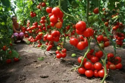 Ранні сорти помідорів для теплиць назви