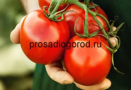 Ранні сорти помідорів для теплиць і гібриди томатів, фото і відео