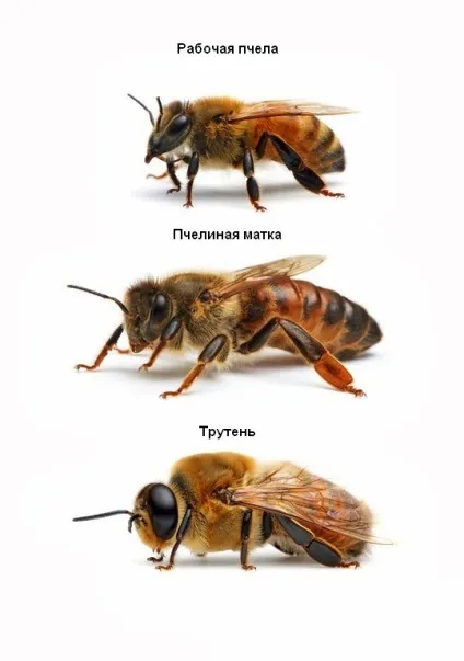Розплід, зітру