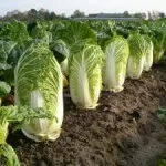 Розбираємося, чому грейпфрут гіркий
