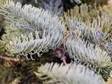 Рослина міскантус - посадка і догляд у відкритому грунті, фото міскантусу, види і сорти міскантусу (фото) Рослина міскантус - посадка і догляд у відкритому грунті, фото міскантусу, види і сорти міскантусу