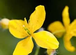 Розвантажувальний день на кефірі, блог Ірини Зайцевої (блог) Розвантажувальний день на кефірі, блог Ірини Зайцевої