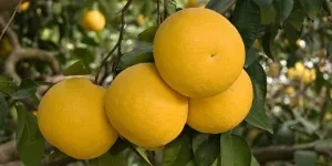Розбираємося, чому грейпфрут гіркий