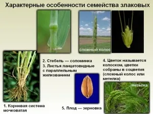 Рослини родини злакових