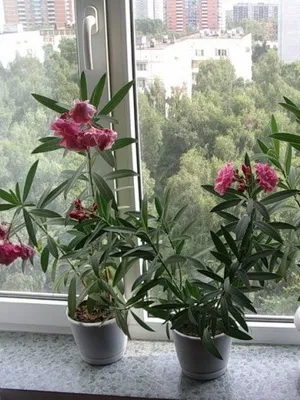 Рослина олеандр як укоренити квітка і доглядати в домашніх умовах, як змусити дерево цвісти (рослина) Рослина олеандр як укоренити квітка і доглядати в домашніх умовах, як змусити дерево цвісти