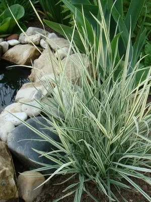 Рослини родини злакових фото злаків з назвами, які рослини відносяться до злакових (фото) Рослини родини злакових фото злаків з назвами, які рослини відносяться до злакових
