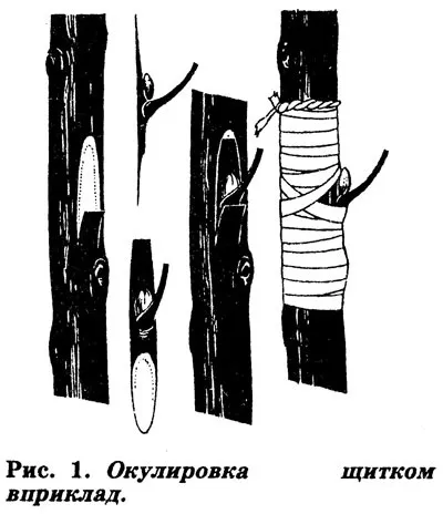 розмноження абрикоса