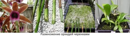 Розмноження орхідей в домашніх умовах, зразкова садиба (розмноження) Розмноження орхідей в домашніх умовах, зразкова садиба