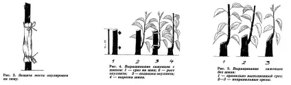 розмноження абрикоса