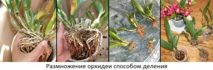 Розмноження орхідей в домашніх умовах, зразкова садиба (розмноження) Розмноження орхідей в домашніх умовах, зразкова садиба