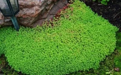 Рослини для альпійської гірки фото і назви (рослини) Рослини для альпійської гірки фото і назви