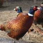 Розведення мисливських фазанів в домашніх умовах (домашніх) Розведення мисливських фазанів в домашніх умовах