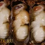 Розвиток личинок бджіл, особливості та настоянки на їх основі, відеоогляд (розвиток) Розвиток личинок бджіл, особливості та настоянки на їх основі, відеоогляд