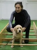 реабілітація собак