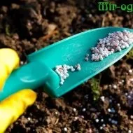 Редька дайкон посадка і догляд терміни посадки
