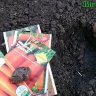 Редька дайкон посадка і догляд терміни посадки