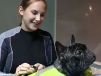реабілітація собак