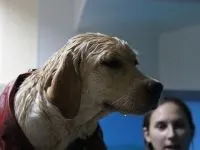 реабілітація собак