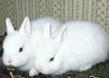 Розведення декоративних кроликів (розведення) Розведення декоративних кроликів