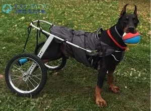Реабілітація собаки після операції на хребті в москві - низькі ціни відновлення собаки